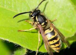 Fruit Flies Adapt Bacterial Defense to Survive Parasitic Wasps – Türkçe: Meyve Sinekleri Parazit Yaban Arılarından Kurtulmak için Bakteriyel Savunmayı Çalıyor fruit-flies-adapt-bacterial-defense-to-survive-parasitic-wasps-trke-meyve-sinekleri-parazit-yaban-arlarndan-kurtulmak-iin-bakteriyel-savunmay-alyor