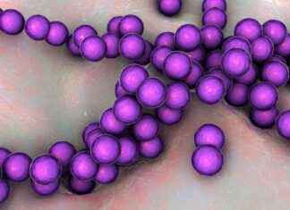 Bağırsak Kaynaklı Şekerler: Kilo Kontrolü ve Diyabet İçin Potansiyel Bir Oyun Değiştirici barsak-kaynakl-ekerler-kilo-kontrol-ve-diyabet-iin-potansiyel-bir-oyun-deitirici