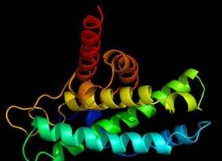 Fava Fasulyesi Proteinlerinin Ağızda Duyusal Hücrelere Etkisi fava-fasulyesi-proteinlerinin-azda-duyusal-hcrelere-etkisi