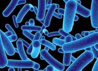 Fiberin Faydaları: İyi Bakterilerin Büyümesini Destekler ve Bağırsak Enfeksiyonlarına Karşı Korur fiberin-faydalar-iyi-bakterilerin-bymesini-destekler-ve-barsak-enfeksiyonlarna-kar-korur