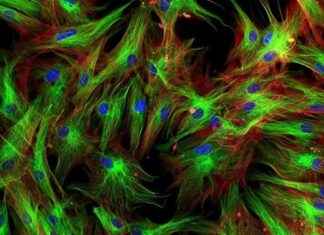 Fibroblast Activation Protein PET İçin Yeni Standartlar Belirlendi fibroblast-activation-protein-pet-iin-yeni-standartlar-belirlendi