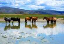 H5N1 Kuş Gribi Atlarına Sıçradı: Yeni Viral Suş Korkularını Artırıyor h5n1-ku-gribi-atlarna-srad-yeni-viral-su-korkularn-artryor