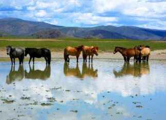 H5N1 Kuş Gribi Atlarına Sıçradı: Yeni Viral Suş Korkularını Artırıyor h5n1-ku-gribi-atlarna-srad-yeni-viral-su-korkularn-artryor