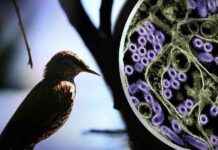 H5N1 Kuş Gribi Vakalarının Neden Daha Az Şiddetli Olduğunu Ortaya Koyan Çalışma h5n1-ku-gribi-vakalarnn-neden-daha-az-iddetli-olduunu-ortaya-koyan-alma