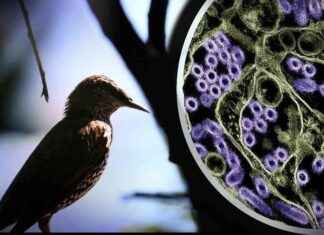 H5N1 Kuş Gribi Vakalarının Neden Daha Az Şiddetli Olduğunu Ortaya Koyan Çalışma h5n1-ku-gribi-vakalarnn-neden-daha-az-iddetli-olduunu-ortaya-koyan-alma