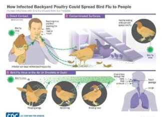 H5N1 Virüs Mutasyonlarıyla İlgili İnsan Protein MxA’nın Kısıtlamaları h5n1-virs-mutasyonlaryla-ilgili-insan-protein-mxann-kstlamalar