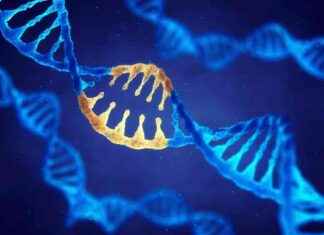 Mutasyonların çoğu, amino asitleri değiştirerek proteinleri daha az stabil hale getirerek hastalıklara neden olur. mutasyonlarn-ou-amino-asitleri-deitirerek-proteinleri-daha-az-stabil-hale-getirerek-hastalklara-neden-olur