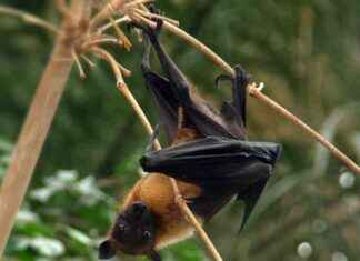 Nipah Virüs Polimerazının Kritik Yapısını Haritalayan Çalışma nipah-virs-polimeraznn-kritik-yapsn-haritalayan-alma