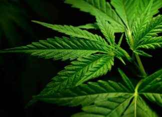 CBD’nin farelerde dayanıklılığı arttırması için bağırsak bakterilerini şekillendirmesi ve kas performansını arttırması cbdnin-farelerde-dayankll-arttrmas-iin-barsak-bakterilerini-ekillendirmesi-ve-kas-performansn-arttrmas