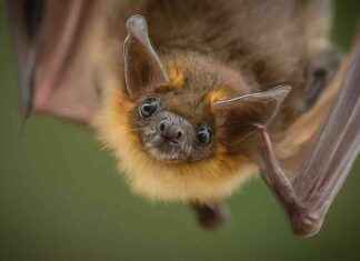 Yeni Yarasa Gribi Türünün Keşfi ve Potansiyel Tehlikesi yeni-yarasa-gribi-trnn-kefi-ve-potansiyel-tehlikesi