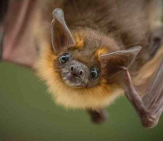 Yeni Yarasa Gribi Türünün Keşfi ve Potansiyel Tehlikesi yeni-yarasa-gribi-trnn-kefi-ve-potansiyel-tehlikesi
