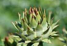 7 En İyi Sebze Doğrayıcılarınızı Online Satın Alabileceğiniz Yerler 7 En İyi Sebze Doğrayıcılarınızı Online Satın Alabileceğiniz Yerler