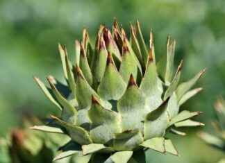 7 En İyi Sebze Doğrayıcılarınızı Online Satın Alabileceğiniz Yerler 7 En İyi Sebze Doğrayıcılarınızı Online Satın Alabileceğiniz Yerler