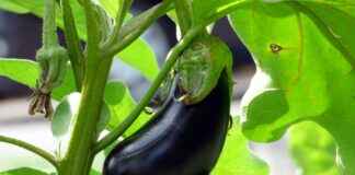 En İyi Sebze Doğrayıcılar İçin Kılavuz En İyi Sebze Doğrayıcılar İçin Kılavuz