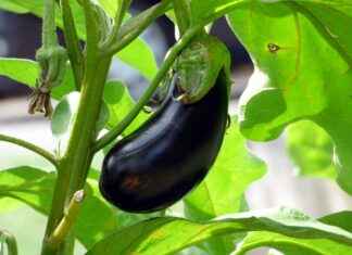 En İyi Sebze Doğrayıcılar İçin Kılavuz En İyi Sebze Doğrayıcılar İçin Kılavuz