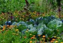 Uygun Fiyatlı Sebze Doğrayıcılar: Zaman ve Para Tasarrufu Sağlayan Cihazlar Uygun Fiyatlı Sebze Doğrayıcılar: Zaman ve Para Tasarrufu Sağlayan Cihazlar