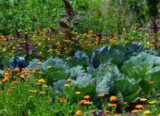 Uygun Fiyatlı Sebze Doğrayıcılar: Zaman ve Para Tasarrufu Sağlayan Cihazlar Uygun Fiyatlı Sebze Doğrayıcılar: Zaman ve Para Tasarrufu Sağlayan Cihazlar