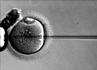 Akçaağaç Şurubu İdrar Hastalığı için Başarılı Gen Tedavisi Araştırması akaaa-urubu-idrar-hastal-iin-baarl-gen-tedavisi-aratrmas