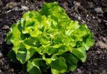 Sebze Doğrayıcılar Değerli mi? Bilmeniz Gerekenler Sebze Doğrayıcılar Değerli mi? Bilmeniz Gerekenler