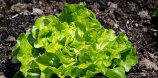 Sebze Doğrayıcılar Değerli mi? Bilmeniz Gerekenler Sebze Doğrayıcılar Değerli mi? Bilmeniz Gerekenler