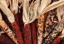 En İyi Sebze Doğrayıcılar ile Sağlıklı Yemekleri Daha Hızlı Hazırlama En İyi Sebze Doğrayıcılar ile Sağlıklı Yemekleri Daha Hızlı Hazırlama