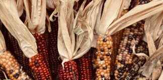 En İyi Sebze Doğrayıcılar ile Sağlıklı Yemekleri Daha Hızlı Hazırlama En İyi Sebze Doğrayıcılar ile Sağlıklı Yemekleri Daha Hızlı Hazırlama