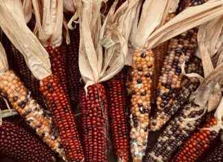 En İyi Sebze Doğrayıcılar ile Sağlıklı Yemekleri Daha Hızlı Hazırlama En İyi Sebze Doğrayıcılar ile Sağlıklı Yemekleri Daha Hızlı Hazırlama