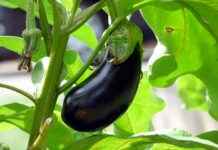 En İyi Sebze Doğrayıcılar: Sebzeleri Dilimlemek, Küp Küp Kesmek ve Doğramak İçin En İyi Sebze Doğrayıcılar: Sebzeleri Dilimlemek, Küp Küp Kesmek ve Doğramak İçin