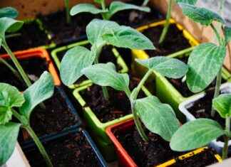 Pokemon Dünyasını Keşfedin Pokemon Dünyasını Keşfedin