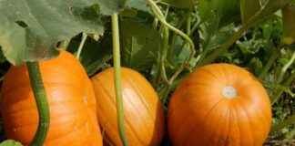 Elektrikli ve Manuel Sebze Doğrayıcılar: Hangisi Sizin İçin Doğru? Elektrikli ve Manuel Sebze Doğrayıcılar: Hangisi Sizin İçin Doğru?