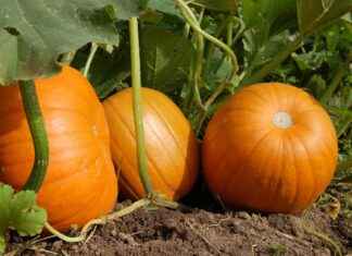 Elektrikli ve Manuel Sebze Doğrayıcılar: Hangisi Sizin İçin Doğru? Elektrikli ve Manuel Sebze Doğrayıcılar: Hangisi Sizin İçin Doğru?