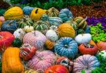 Sebze Doğrayıcılar Nasıl Çalışır? Başlangıçlar için Basit Bir Kılavuz Sebze Doğrayıcılar Nasıl Çalışır? Başlangıçlar için Basit Bir Kılavuz