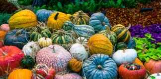 Sebze Doğrayıcılar Nasıl Çalışır? Başlangıçlar için Basit Bir Kılavuz Sebze Doğrayıcılar Nasıl Çalışır? Başlangıçlar için Basit Bir Kılavuz