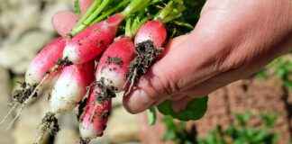 En İyi Sebze Doğrayıcıyı Seçme Rehberi En İyi Sebze Doğrayıcıyı Seçme Rehberi