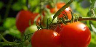 Sebze Doğrayıcınızı Nasıl Doğru Kullanır ve Temizlersiniz? Sebze Doğrayıcınızı Nasıl Doğru Kullanır ve Temizlersiniz?