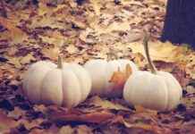 Sebze Doğrayıcıları ile Her Zaman Mükemmel Dilimlenmiş Sebzeler Nasıl Kullanılır Sebze Doğrayıcıları ile Her Zaman Mükemmel Dilimlenmiş Sebzeler Nasıl Kullanılır