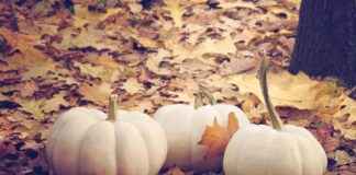 Sebze Doğrayıcıları ile Her Zaman Mükemmel Dilimlenmiş Sebzeler Nasıl Kullanılır Sebze Doğrayıcıları ile Her Zaman Mükemmel Dilimlenmiş Sebzeler Nasıl Kullanılır