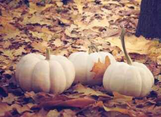 Sebze Doğrayıcıları ile Her Zaman Mükemmel Dilimlenmiş Sebzeler Nasıl Kullanılır Sebze Doğrayıcıları ile Her Zaman Mükemmel Dilimlenmiş Sebzeler Nasıl Kullanılır