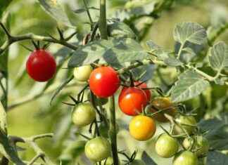 Bir Sebze Doğrayıcı Mutfak İçin Doğru Araç mı? Bir Sebze Doğrayıcı Mutfak İçin Doğru Araç mı?