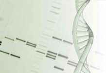 Kardiyak Koruma İçin Mitokondriyal DNA Bütünlüğü Hedefleniyor kardiyak-koruma-iin-mitokondriyal-dna-btnl-hedefleniyor