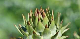 Hızlı ve Kolay Sebze Doğrayıcılar: Yoğun Aşçılar İçin İdeal Çözümler Hızlı ve Kolay Sebze Doğrayıcılar: Yoğun Aşçılar İçin İdeal Çözümler