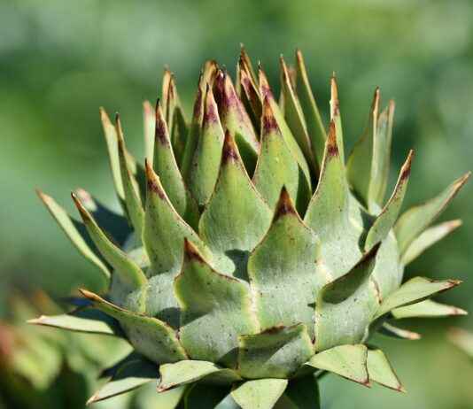 Hızlı ve Kolay Sebze Doğrayıcılar: Yoğun Aşçılar İçin İdeal Çözümler Hızlı ve Kolay Sebze Doğrayıcılar: Yoğun Aşçılar İçin İdeal Çözümler