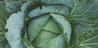 En İyi 10 Sebze Doğrayıcı: Her Mutfağa Uygun Seçenekler En İyi 10 Sebze Doğrayıcı: Her Mutfağa Uygun Seçenekler