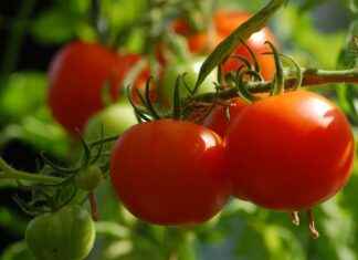 En İyi Sebze Doğrayıcılar: Büyük Aileler İçin Hangi Seçenekler Var? En İyi Sebze Doğrayıcılar: Büyük Aileler İçin Hangi Seçenekler Var?