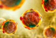 Yiyeceklerde Blastocystis spp. Yüzdesi ve Gıda Güvenliği Endişeleri yiyeceklerde-blastocystis-spp-yzdesi-ve-gda-gvenlii-endieleri