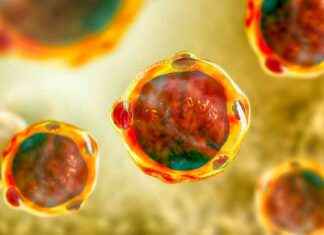 Yiyeceklerde Blastocystis spp. Yüzdesi ve Gıda Güvenliği Endişeleri yiyeceklerde-blastocystis-spp-yzdesi-ve-gda-gvenlii-endieleri