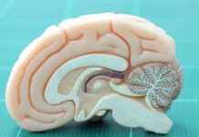 Acetaminophen’in Ağrıyı Nasıl Hafiflettiği Araştırması acetaminophenin-ary-nasl-hafiflettii-aratrmas