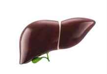 Karaciğerin enerji depolama sürecinde büyük rol oynayan tek gen bulundu. karacierin-enerji-depolama-srecinde-byk-rol-oynayan-tek-gen-bulundu