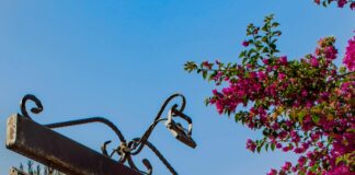 Kekik Suyu Neye İyi Gelir? Şaşırtıcı Faydaları ve Kullanımı