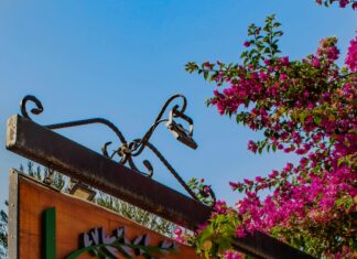 Kekik Suyu Neye İyi Gelir? Şaşırtıcı Faydaları ve Kullanımı